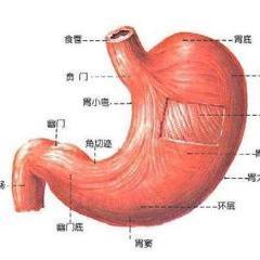 正常人的胃在腹腔的左上方,直立时的… 查看全部内容 关注话题 分享