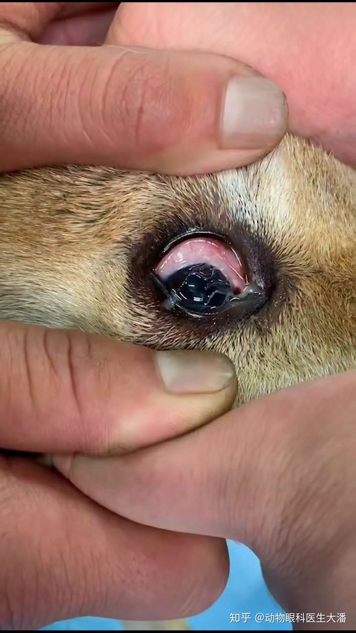 狗狗眼球有白线条?