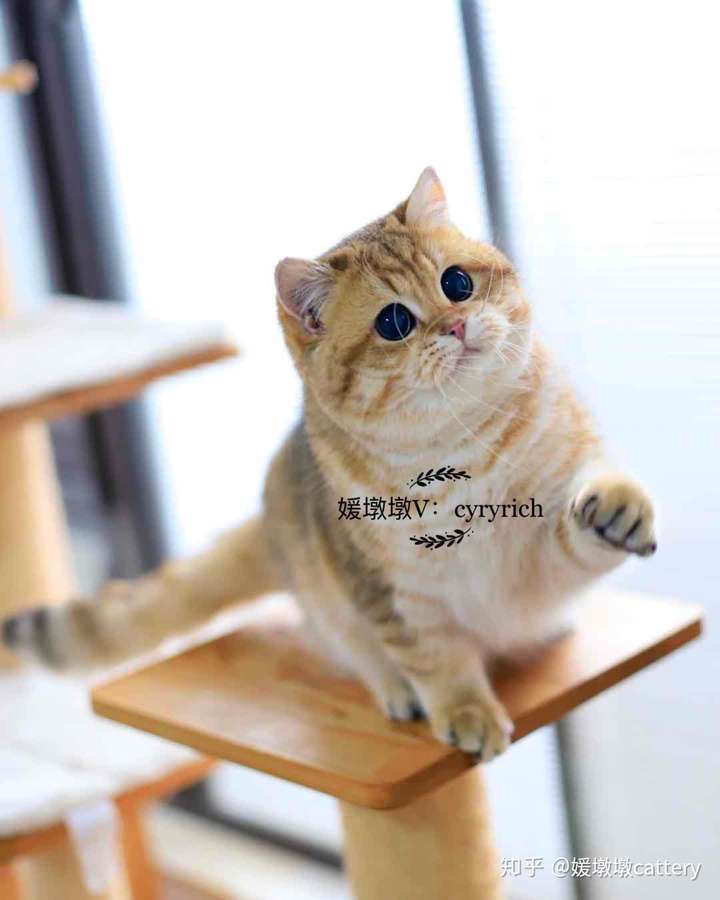 猫呆在一个地方不动怎么回事?