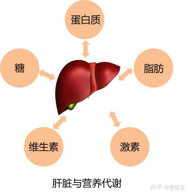 肝脏的主要功能