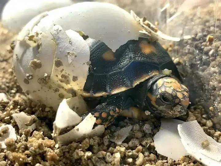 大学实验室关闭后,一种乌龟的蛋被重新安置并在几天后孵化出小龟.