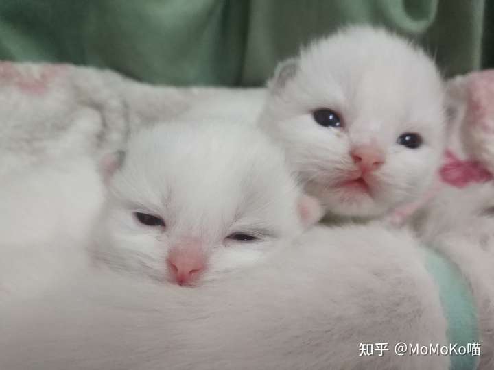 这是刚满月,这个时候开始的猫猫最可爱了,毛茸茸的一只,一直持续到3个