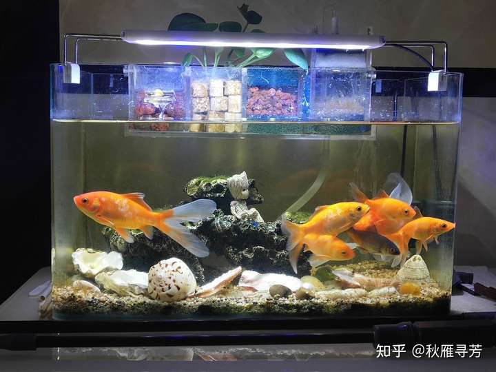 刚买了一个6070457045的鱼缸想养金鱼应该怎么养活一缸金鱼求大神