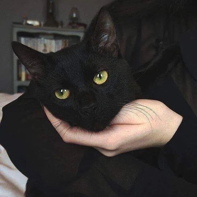 有没有类似的酷酷的黑猫头像?