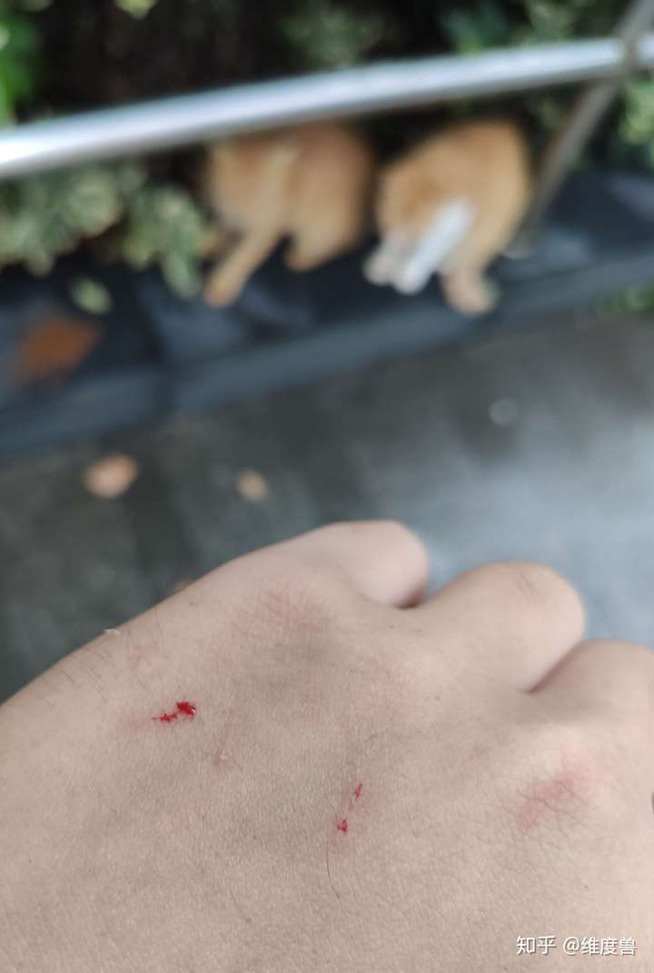 昨天晚上被流浪猫抓伤,伤口很小几乎看不见,但是渗出一点血,需不需打