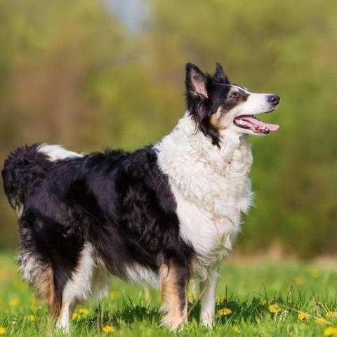 不是一个单独品种,"家族庞大,犬丁兴旺",其中包括"苏格兰牧羊犬","
