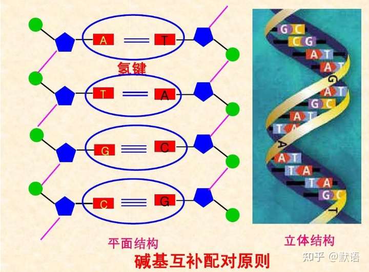 哪个碱基对更难断裂