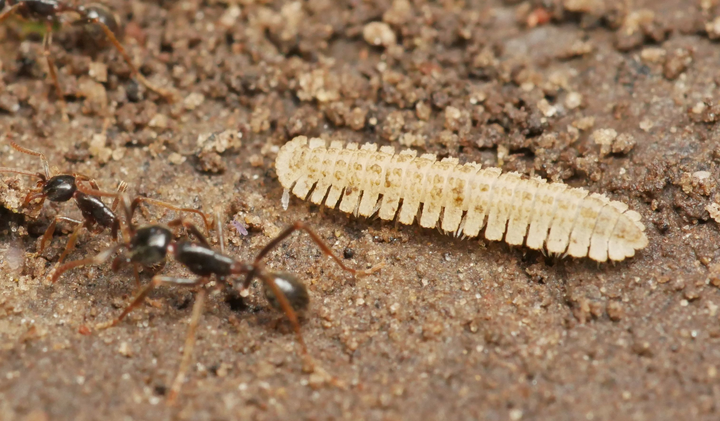 幽灵竹节虫产卵后孵化的幼虫不会被蚂蚁吃掉吗?