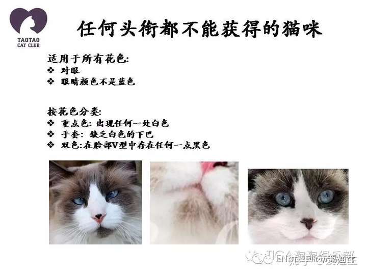 我家布偶猫失格严重吗?