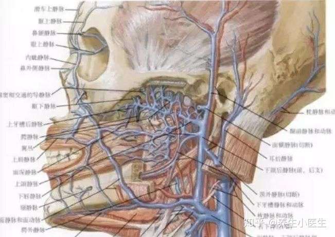 这个部位的静脉血管丰富,四通八达,但没有静脉瓣,血液既可以向心回流