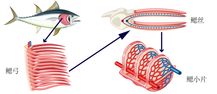 鱼鳃结构示意图 credit:freepik