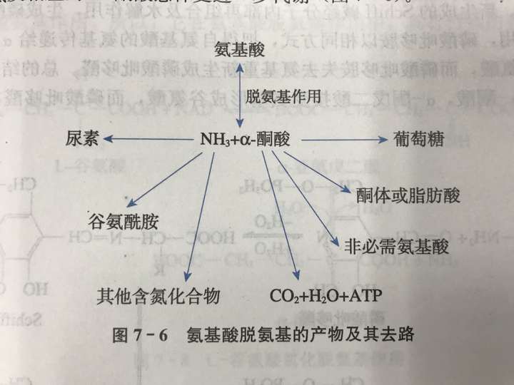 转氨基作用合成氨基酸/也可转变为糖类或脂类/也可经三羧酸循环氧化