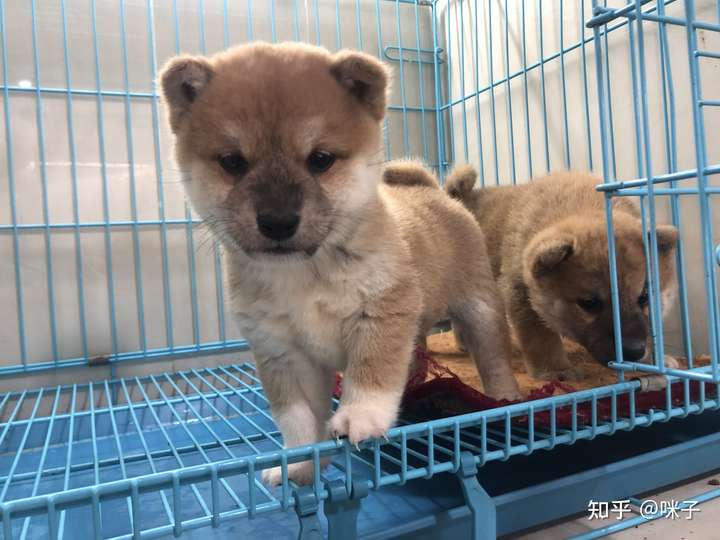 柴犬2500这个 是串串吗?