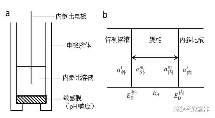 (a)ph 玻璃电极结构,(b)敏感膜所对应的膜电位示意图.