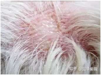 狗狗真菌性皮肤病的治疗和预防,你知道多少?