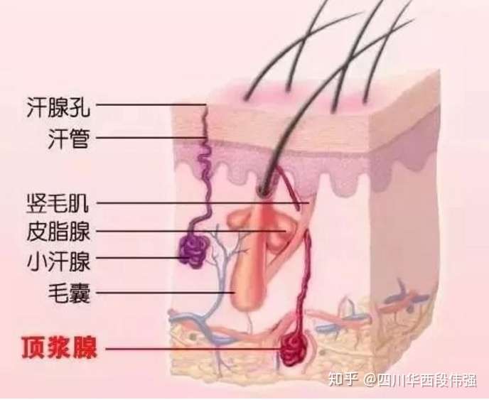 因为人体腋窝处是大汗腺的密集地,因此病多发于腋窝,狐臭因此也叫做