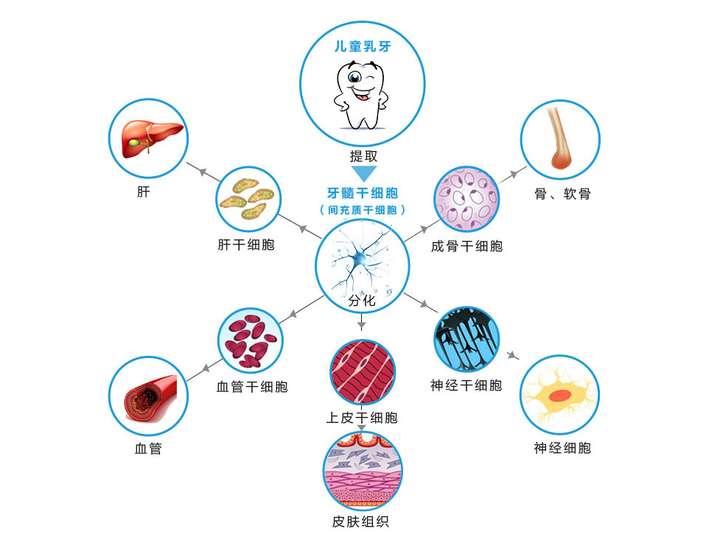 脐带组织间充质干细胞存储有必要么