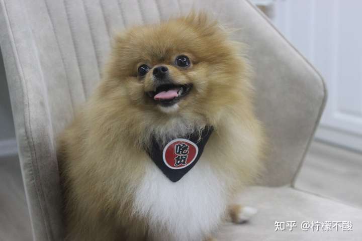 我家这只是博美还是银狐?