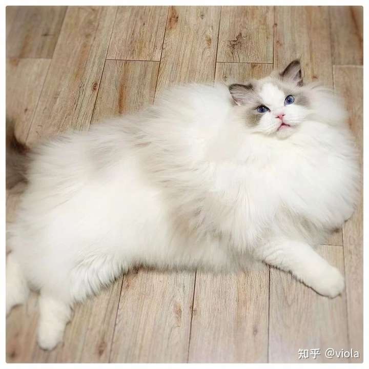 布偶猫好养吗,布偶猫怎么看品相?