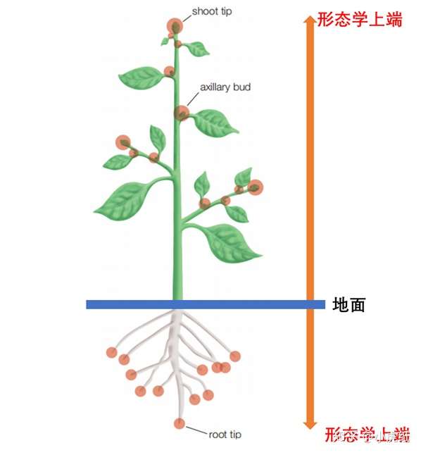 这种运输方式称为生长素的极性运输 [1].