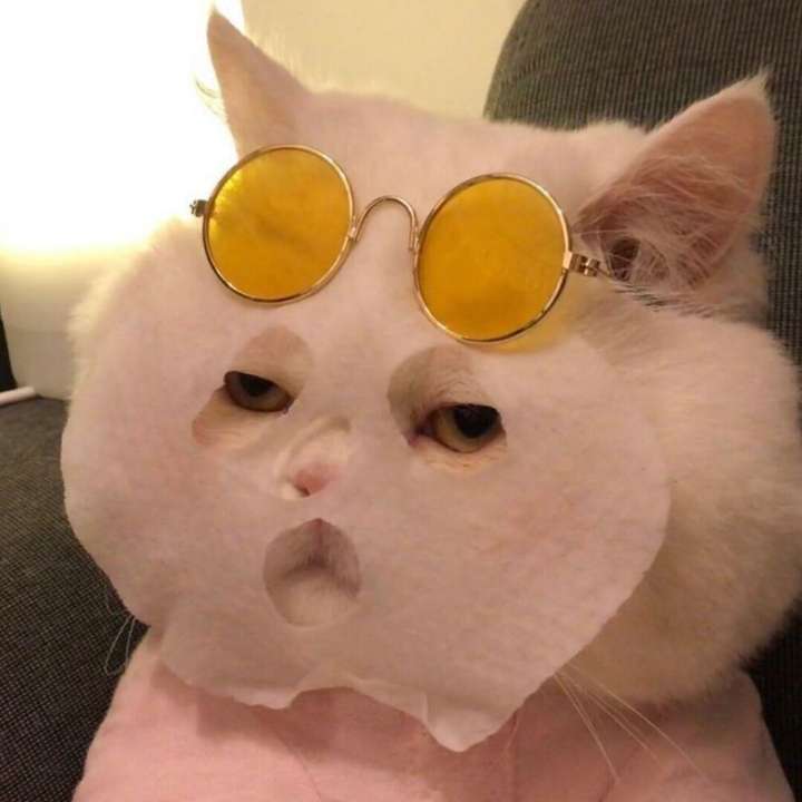 有没有可爱点的猫咪头像?