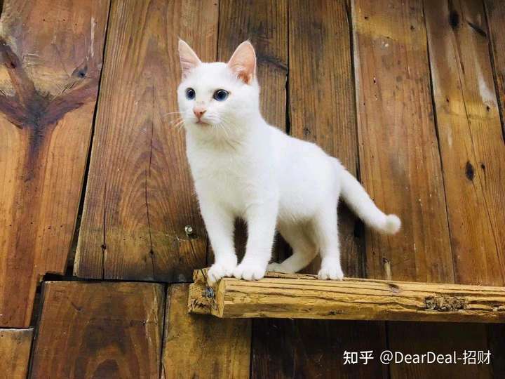 土猫可以当成宠物猫养吗