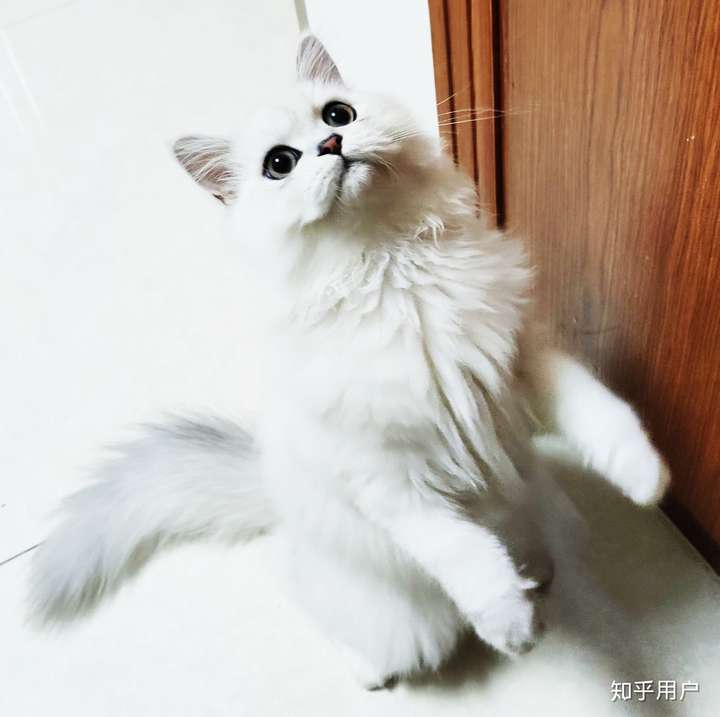 求解这个是布偶猫吗?