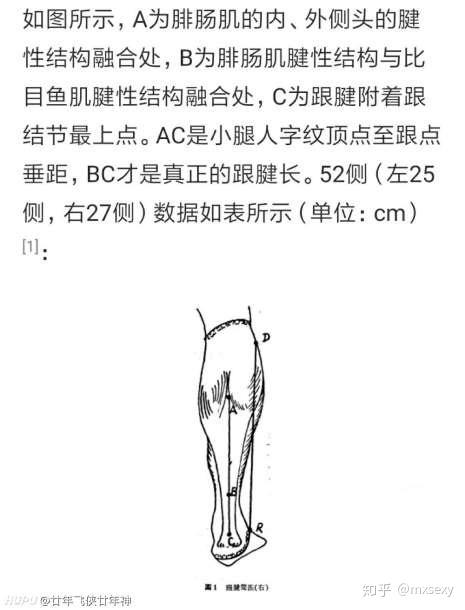 不知道题主是怎么测量的跟腱长度.一般测量跟腱需要拥浇b超.