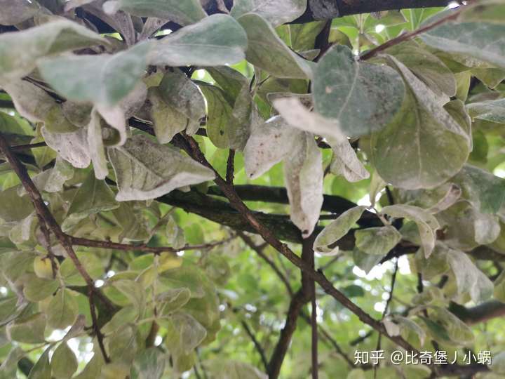 紫薇树生病,叶片长白灰,黑点,还有蚜虫,需要什么农药?