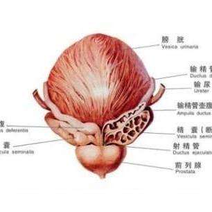 尿道炎是一种常见病,指尿道黏膜的炎症,女性好发.