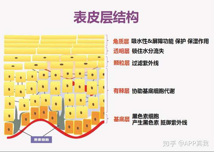 我们肌肤的结构其实是一层一层的,屏障受损直接导致肌肤失去了保水和