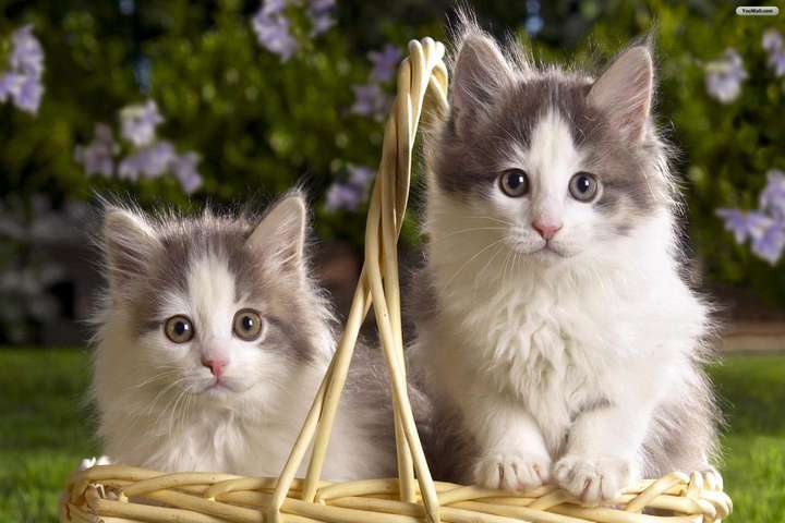 有哪些好看的猫咪壁纸或头像?