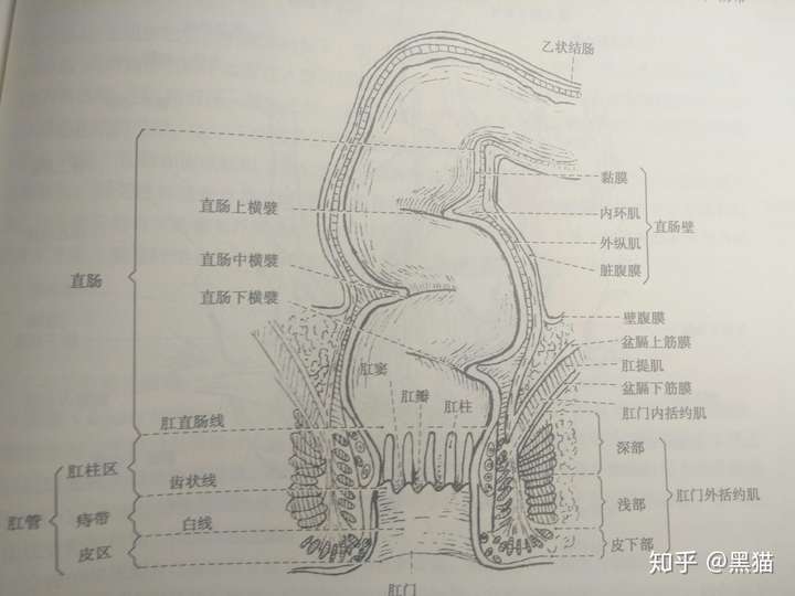 直肠上面是乙状结肠,才开始扭啊扭,看这个模式图