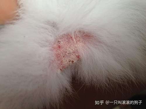 兔子掉毛,身上长癣是怎么回事?