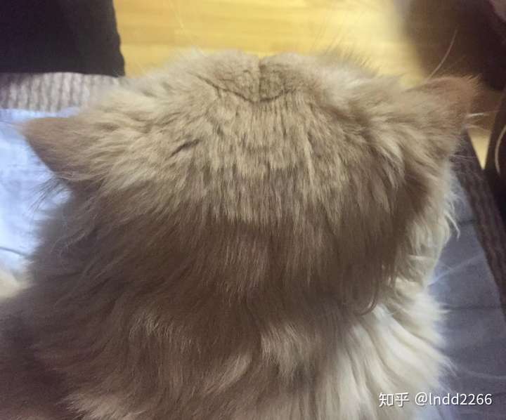 猫的后脑勺到底有多可爱?