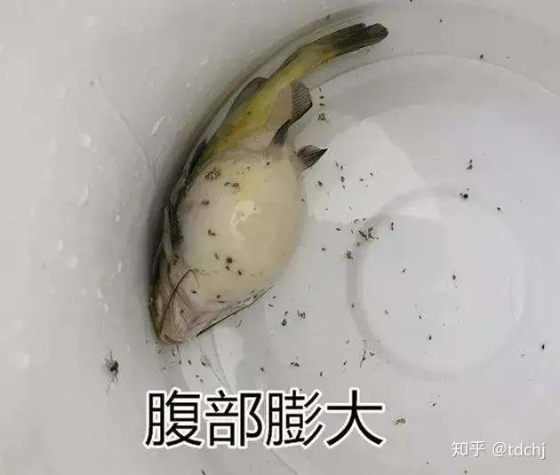 如何综合防控黄颡鱼腹水病(大肚子病)?