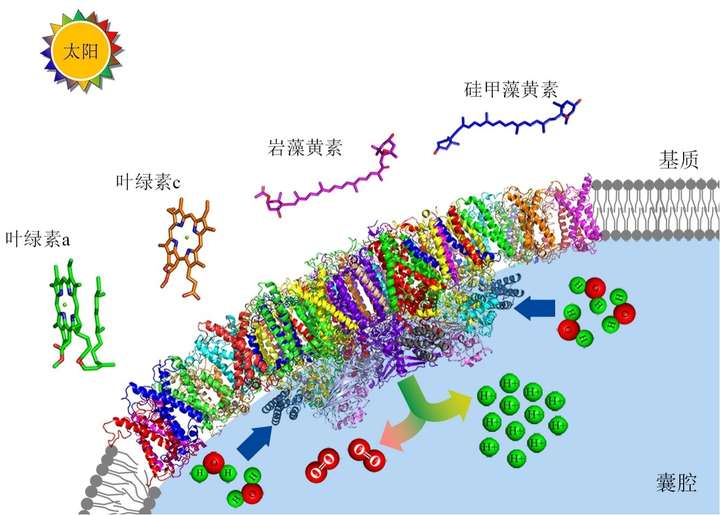 叶绿体中色素是脂溶性,那为什么色素不会自由扩散出叶绿体?