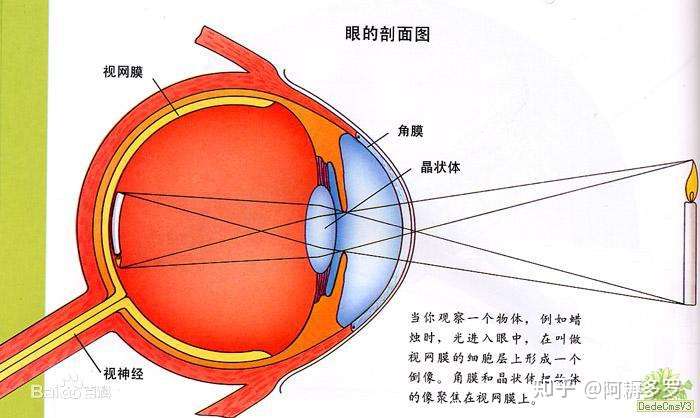 先来看看眼球成像的原理: 而眼球的颜色为何不同呢?
