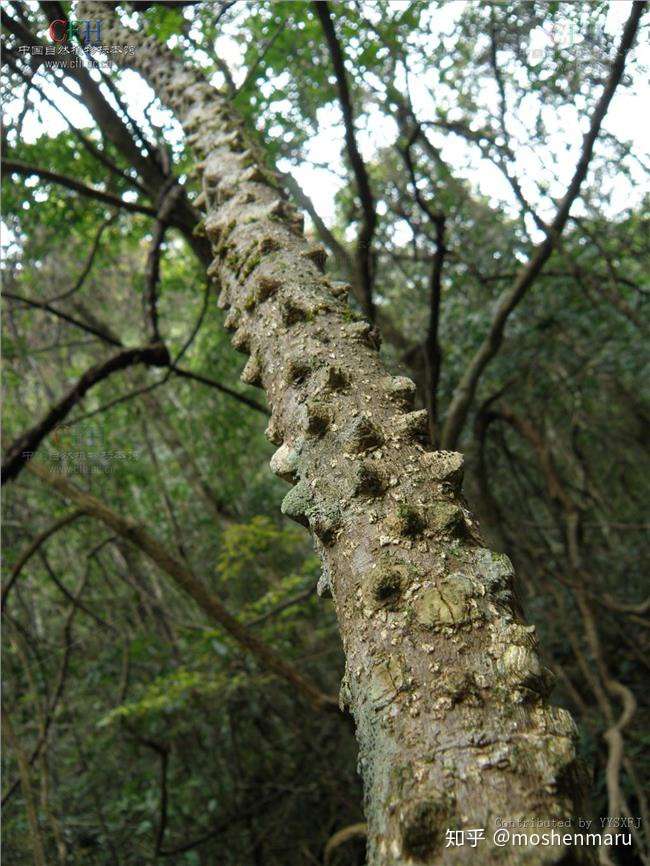 3  见血封喉:树如其名,汁液剧毒,一旦