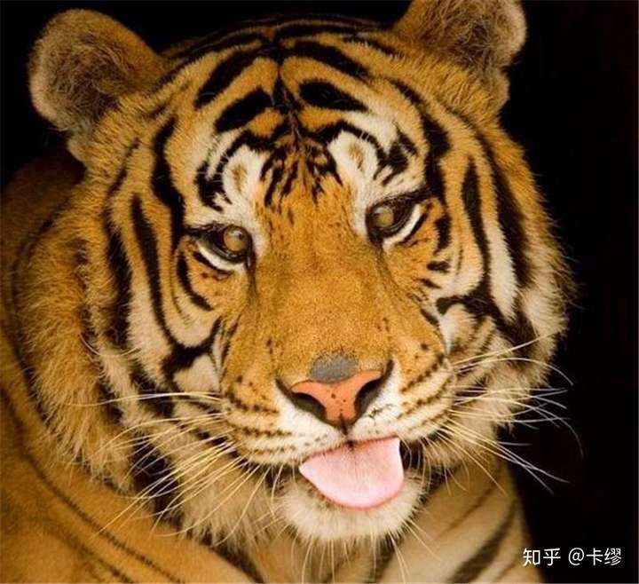 在野外旅行遇见老虎可不可以把他像猫一样提起来?