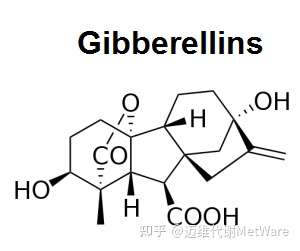 植物激素专题:赤霉素的合成,信号转导及功能 知乎