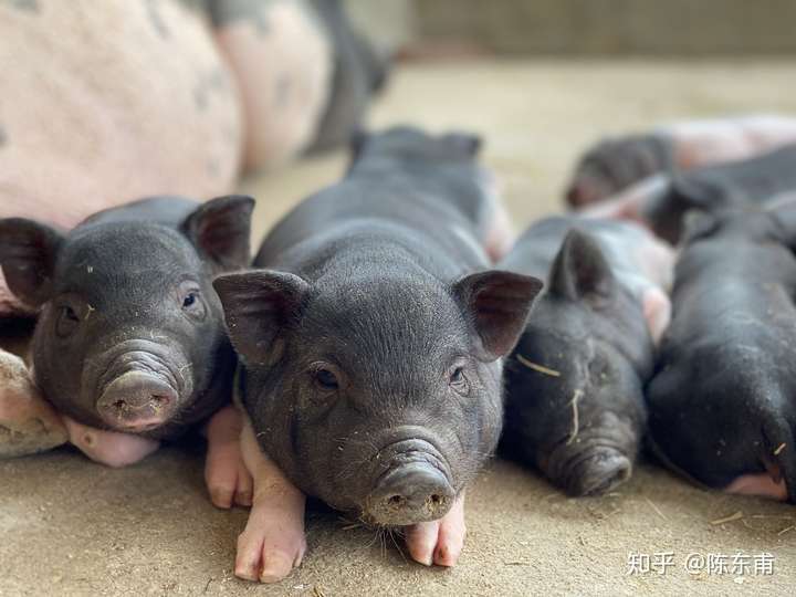 女朋友和猪灵魂互换,你愿意亲猪还是亲女朋友?