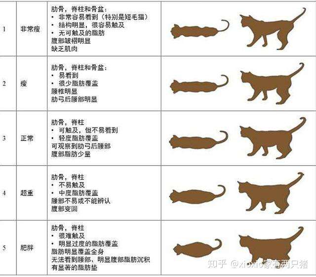 2,如果能摸到猫咪肋骨但是有肉感,代表猫咪体型适中,不要增肥或减重.