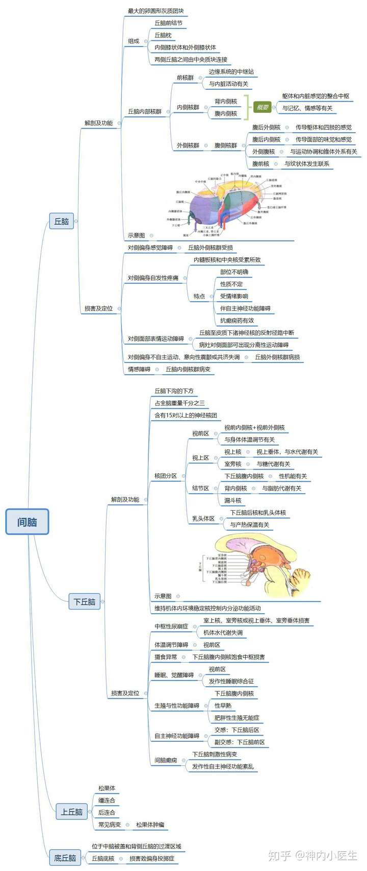大脑半球 间脑 脑干 2