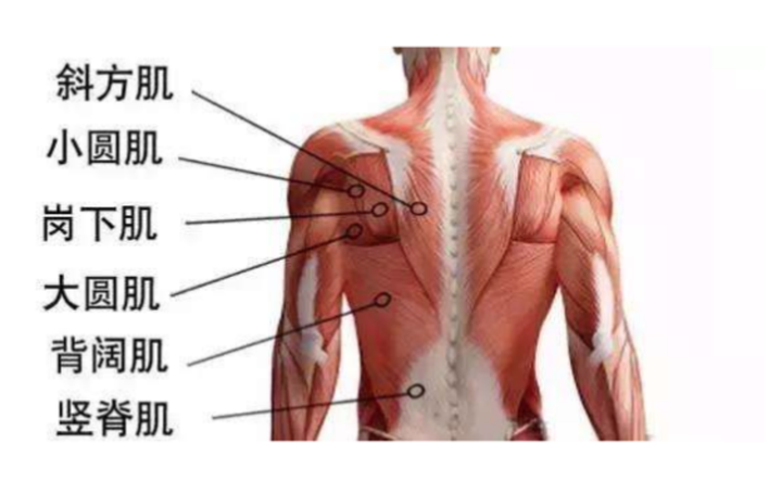 锻炼背阔肌的时候也能锻炼到背部其他小肌群,包括:菱形肌,大圆肌,小圆