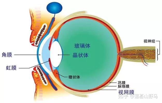然后就是虹膜,睫状体,脉络膜和视网膜.