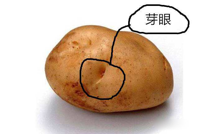 土豆身上有许多芽眼,每个芽眼里都有一个芽,在顶端还有一个顶芽.