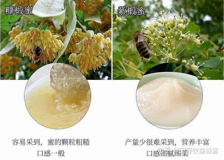 糠椴树蜜与紫椴树蜜哪个好紫椴蜜和糠椴蜜的区别