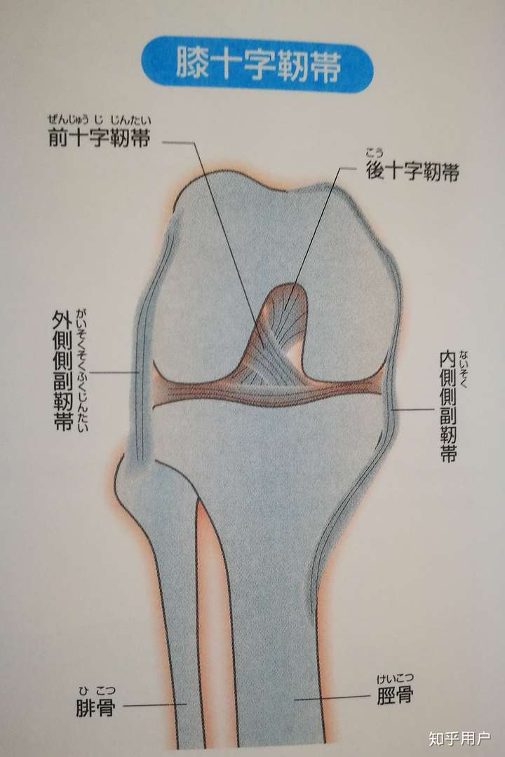 为什么前交叉韧带在伸膝时最紧张,后交叉韧带在屈膝时