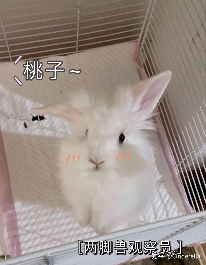 各位亲,能不能给我看看你们的兔兔?
